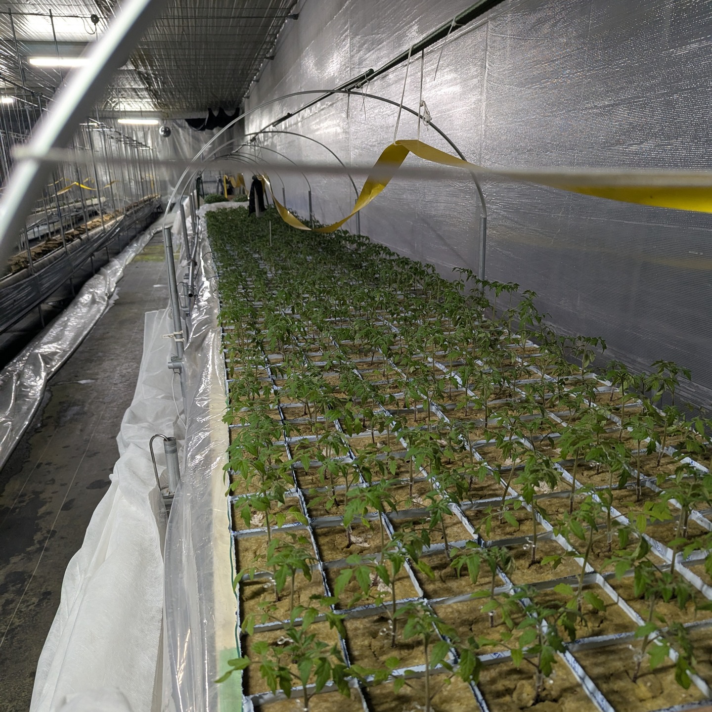 トマトの仮植が終わって、残りは定植のみ。
沢山の葉水が出ていました！！
そろそろ定植しないと間に合わない位育ってきています。
それにしても、一人で800株近い量の仮植は、結�構疲れました。
ほぼ一人の作業でしたが、3日間頑張りました！
次の定植も頑張ります！！

#有限会社光
#養液栽培
#中玉トマト